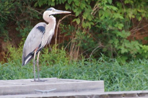 A great blue heron stands on a wooden platform, surrounded by lush green foliage.