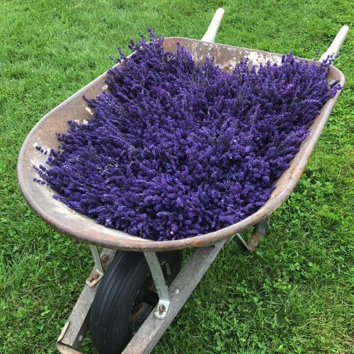 A wheelbarrow filled with vibrant purple lavender flowers, resting on green grass.