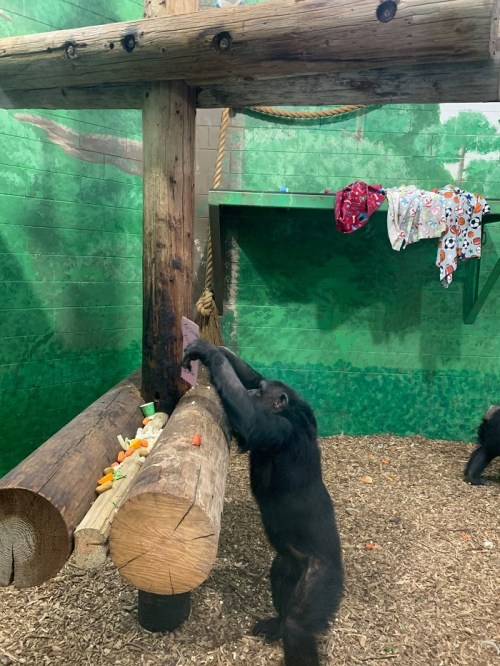 A chimpanzee reaches for food on a log in a green-themed enclosure, with clothes hanging in the background.