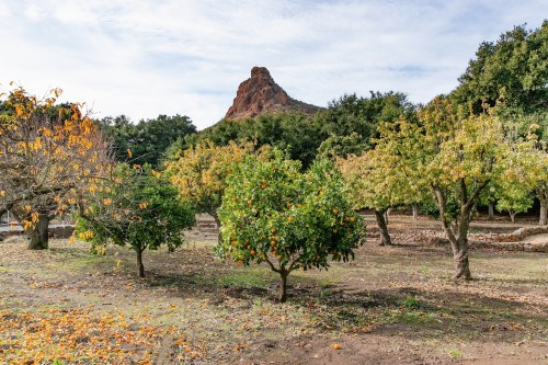 A scenic view of orange trees with autumn foliage and a rocky mountain in the background under a cloudy sky.