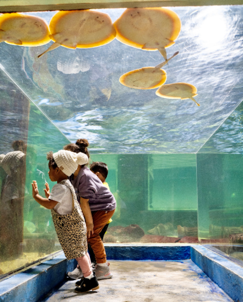 Two children observe stingrays swimming in an aquarium, with one child pressing their hands against the glass.