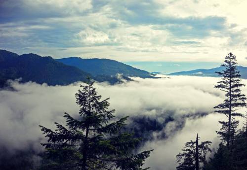 A misty landscape with tall trees, mountains, and clouds rolling over the valleys under a cloudy sky.