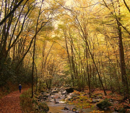 A person walks along a path beside a stream, surrounded by vibrant autumn trees and golden leaves.