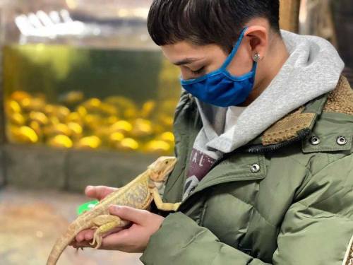 A person wearing a blue mask holds a yellow lizard in a zoo or aquarium setting.