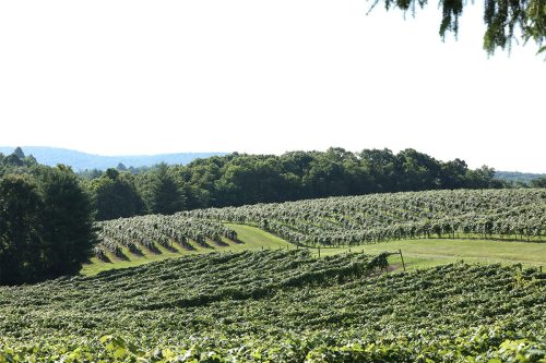 A lush vineyard stretches across rolling hills under a clear sky, with rows of grapevines and trees in the background.