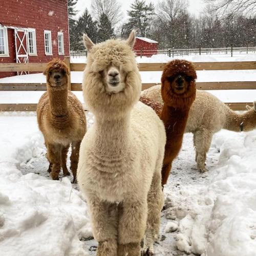 Four alpacas stand in the snow, with a red barn in the background, as snowflakes gently fall around them.