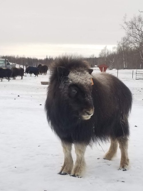 A musk ox stands in a snowy landscape, with other musk oxen visible in the background.