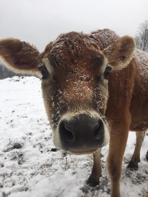 A close-up of a brown cow with snow on its face, standing in a snowy landscape.