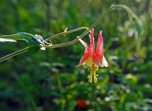 A close-up of a red and yellow flower hanging from a green stem, surrounded by blurred greenery.