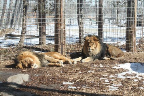Two lions resting on the ground inside a fenced enclosure, surrounded by trees and snow.