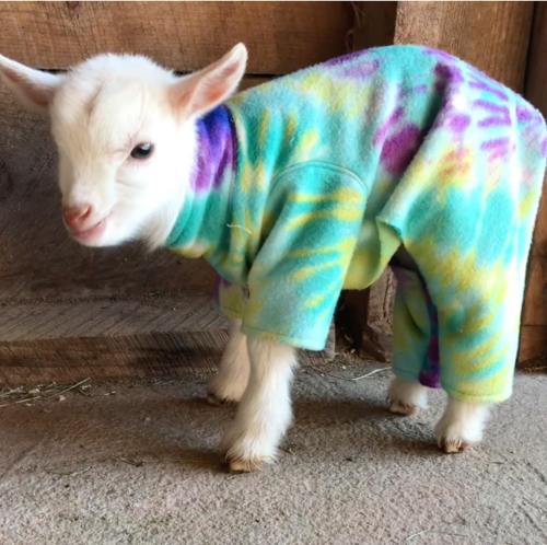 A cute goat wearing a colorful tie-dye outfit stands against a wooden backdrop.