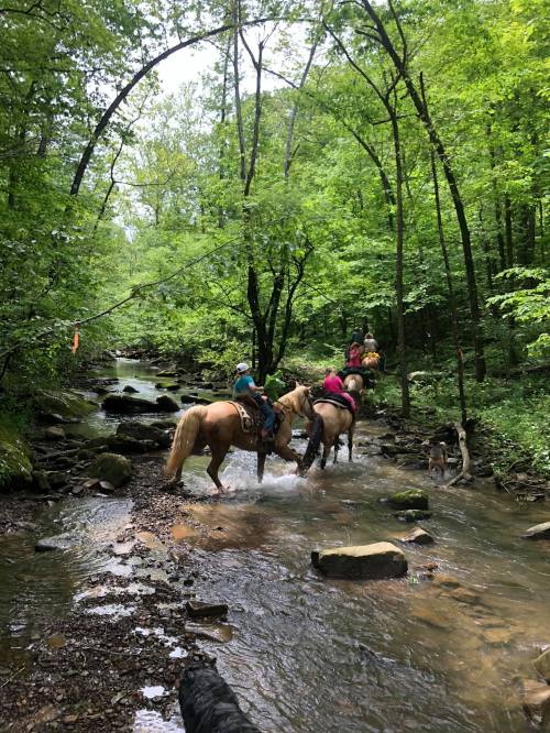 Two riders on horseback cross a shallow stream surrounded by lush green trees and rocky terrain.