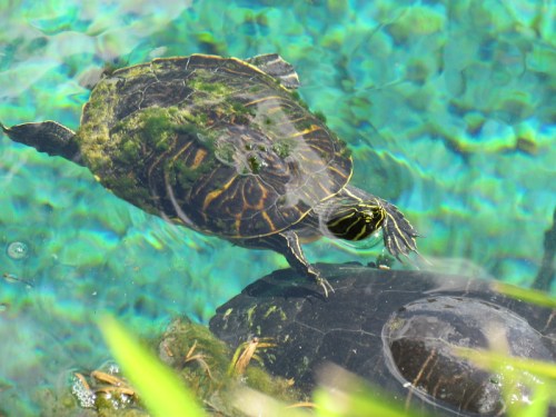A turtle swims in clear blue water, with another turtle resting on a rock below the surface.