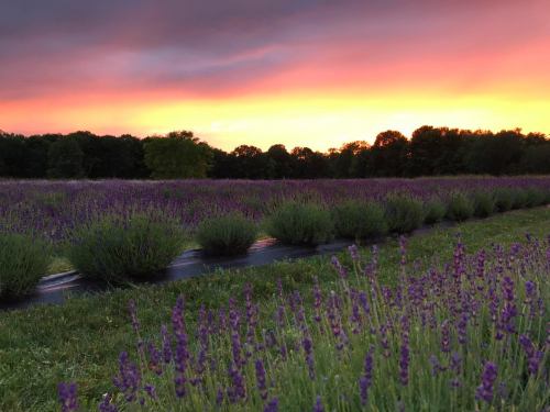 A vibrant sunset over a lavender field, with rows of blooming lavender and trees in the background.