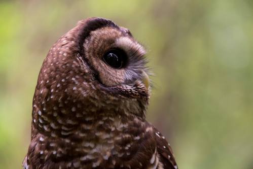 Close-up of an owl's head, showcasing its large, dark eye and speckled brown feathers against a blurred green background.