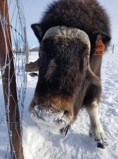 A close-up of a bison's face with snow on its nose, standing near a fence in a snowy landscape.