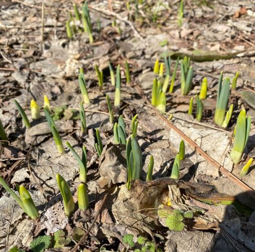 Green shoots emerging from the ground, surrounded by dry leaves and small plants, signaling the arrival of spring.