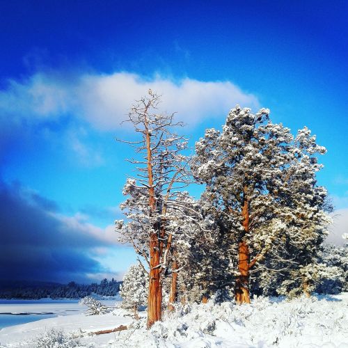 Snow-covered trees against a bright blue sky, with a serene landscape and a hint of clouds in the background.