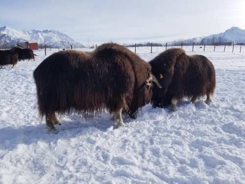 Two musk oxen with thick fur grazing in a snowy landscape, surrounded by mountains and a clear sky.