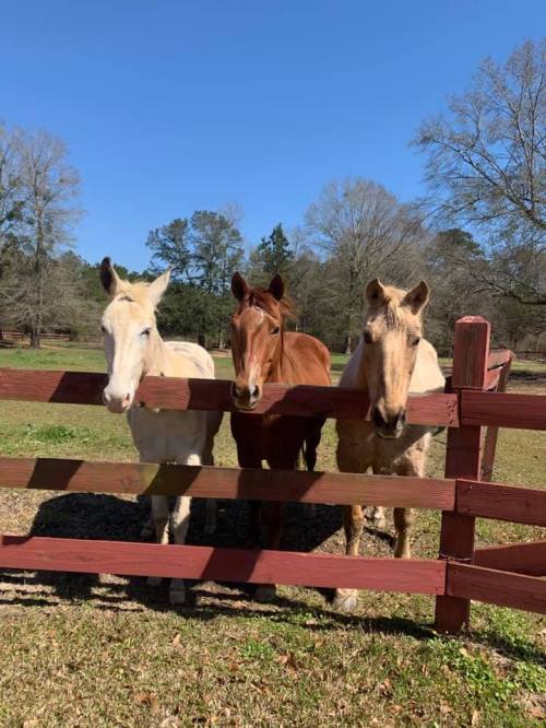 Three horses—one white, one brown, and one light brown—stand side by side at a wooden fence under a clear blue sky.