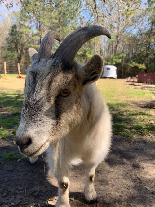 A close-up of a goat with curved horns, standing in a grassy area with trees and a trailer in the background.