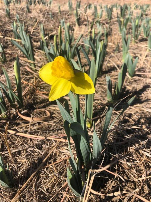 A single yellow daffodil blooms among green shoots in a field, surrounded by dry soil and grass.