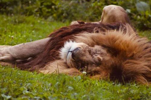 A lion peacefully sleeping on green grass, with its mane spread out around its head.