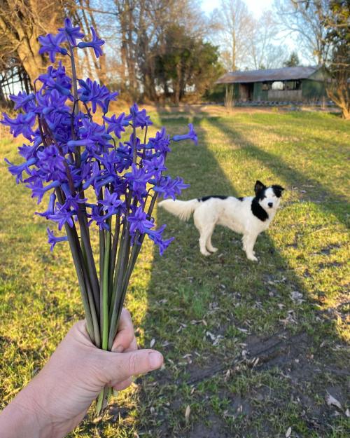 A hand holds a bouquet of purple flowers, with a white and black dog standing in a grassy field in the background.