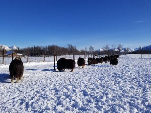 A herd of muskoxen walking through a snowy landscape with mountains in the background.