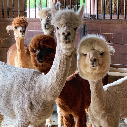 A group of five alpacas with varying colors and hairstyles, standing together in a barn setting.