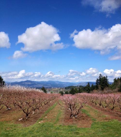 A scenic view of a blooming orchard under a blue sky with fluffy clouds and distant mountains.