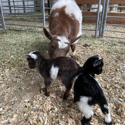 A brown and white goat sniffs two playful kids in a barn with straw on the ground.