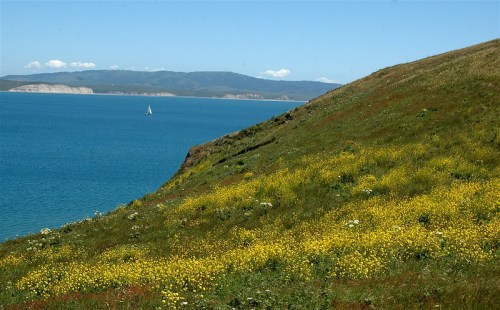 A vibrant hillside covered in yellow wildflowers overlooks a calm blue sea with a sailboat in the distance.