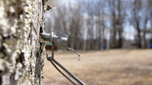 A close-up of a metal tap on a tree, with a single drop of sap hanging from it, set against a blurred forest background.