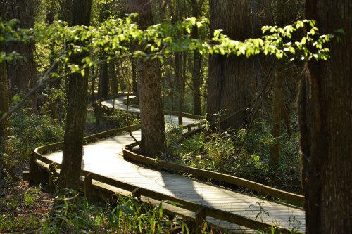 A winding wooden boardwalk through a lush, green forest with sunlight filtering through the trees.