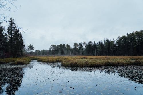 A tranquil wetland scene with still water, tall grasses, and trees under a cloudy sky.