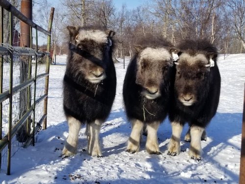 Three fluffy musk oxen stand together on snowy ground, surrounded by trees and a fence in a sunny winter landscape.