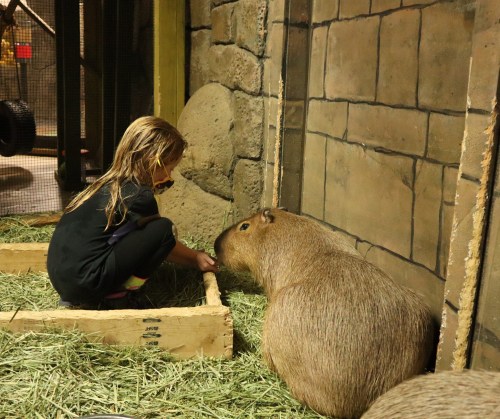 A child interacts with a capybara in a cozy, straw-filled enclosure.