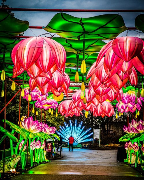 A person stands beneath vibrant, illuminated flowers, surrounded by colorful lights in a whimsical outdoor display.