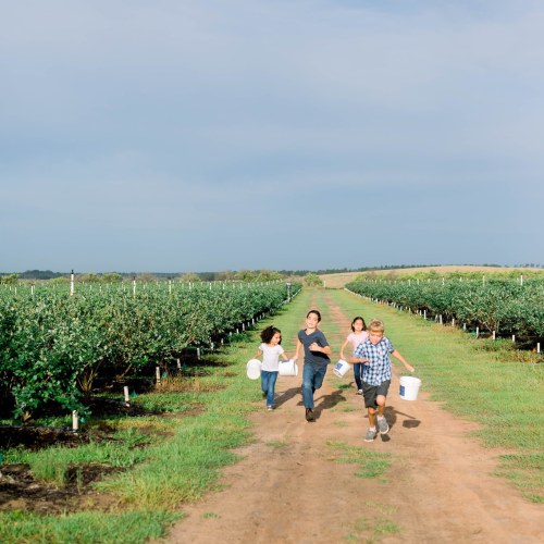 Four children run down a dirt path in a berry farm, each carrying a bucket, surrounded by rows of green bushes.