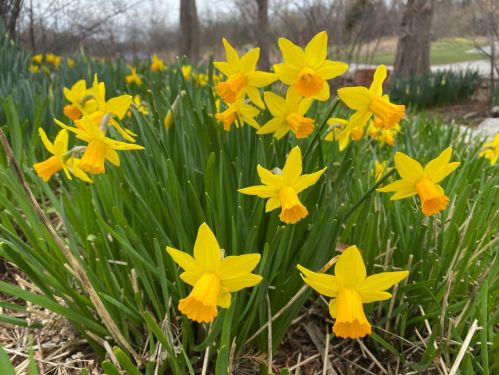 A cluster of bright yellow daffodils blooming among green leaves in a garden setting.