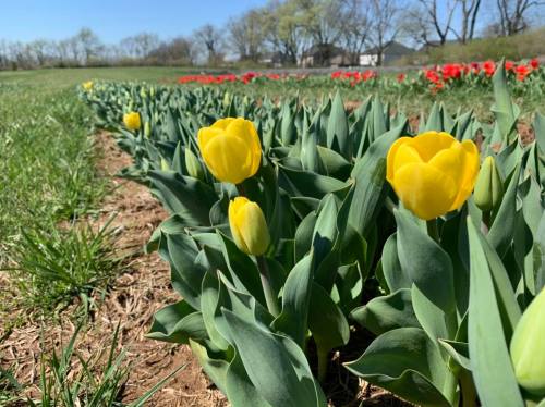 A field of vibrant yellow tulips surrounded by green leaves, with a backdrop of red tulips and trees in the distance.