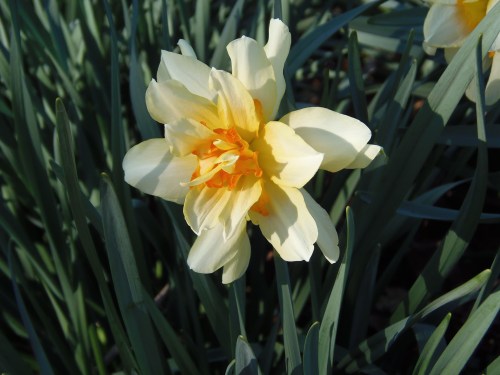 A close-up of a yellow daffodil flower surrounded by green leaves in a garden setting.