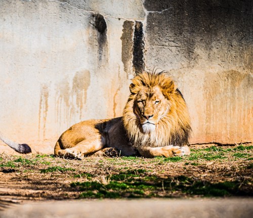 A lion resting on the ground, with a textured wall in the background and sunlight illuminating its mane.