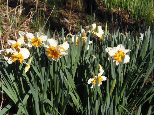 A cluster of white and yellow daffodils blooming among green leaves in a sunny outdoor setting.