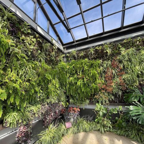 Lush green wall of ferns and plants in a bright, glass-enclosed greenhouse with a blue sky above.