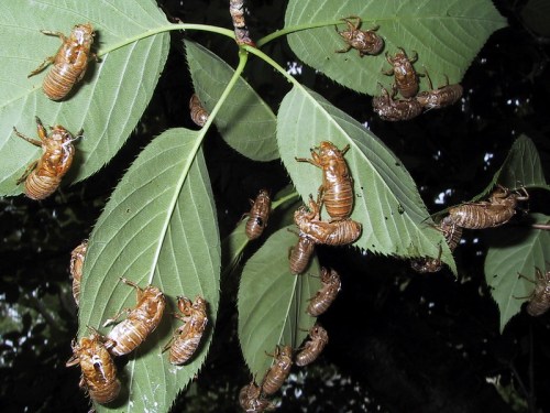 A cluster of cicadas resting on green leaves, showcasing their brown exoskeletons in a natural setting.