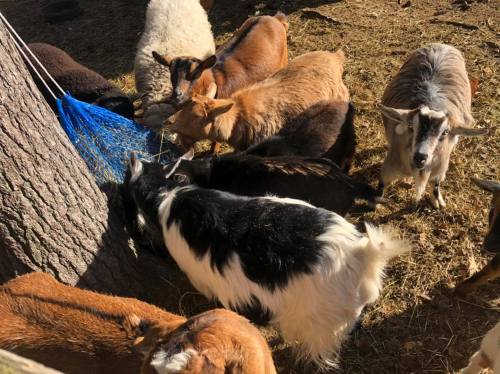A group of goats of various colors and sizes gathered around a tree, foraging on the ground.