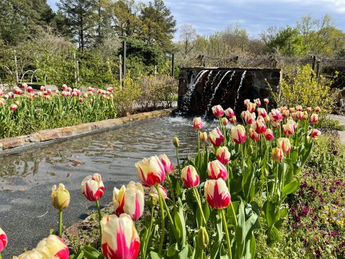 A serene garden scene featuring a pond with a small waterfall, surrounded by vibrant red and yellow tulips.