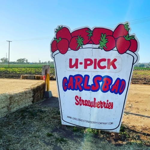 Sign for "U-Pick Carlsbad Strawberries" with a strawberry design, set in a field with hay bales nearby.